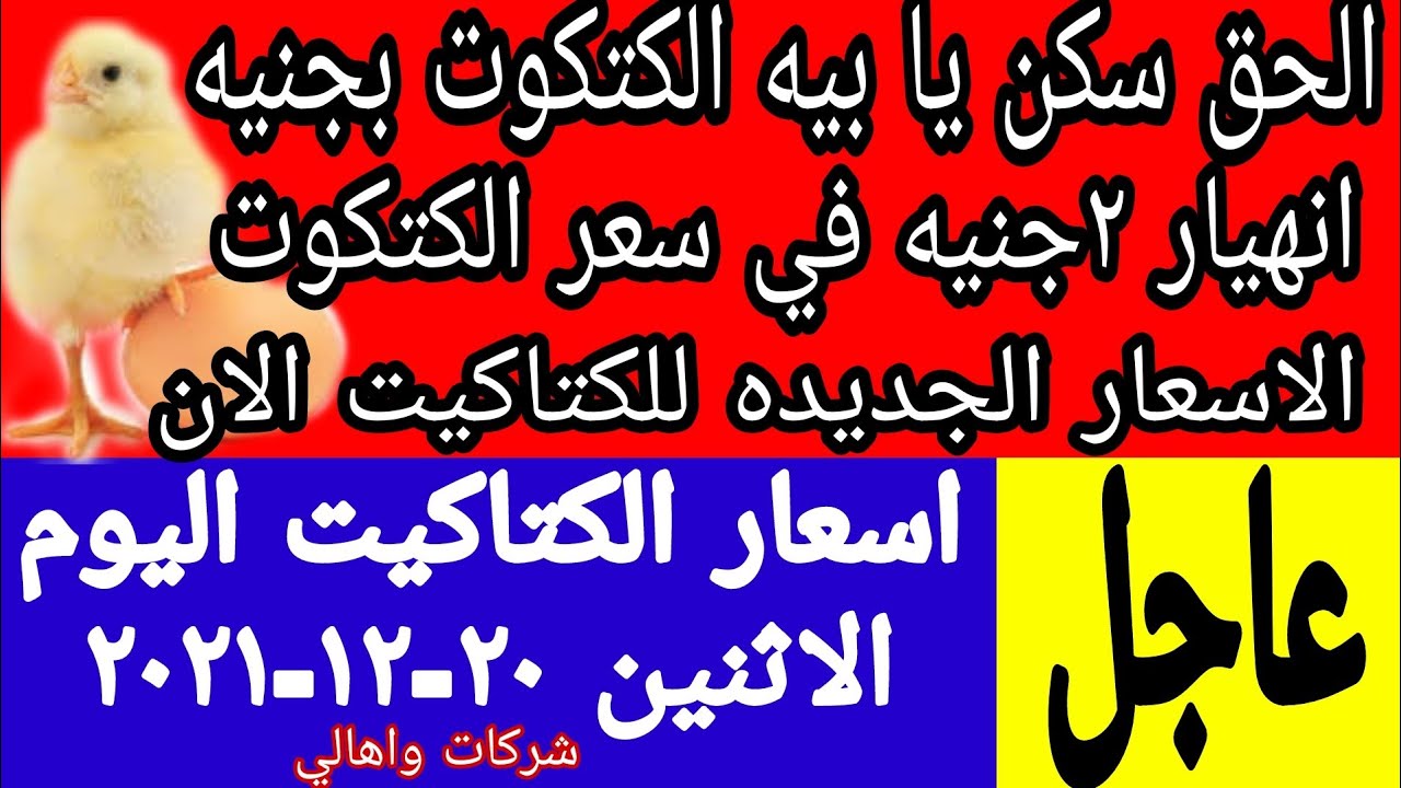 تقرير جديد عن أسعار الكتاكيت اليوم الاثنين 14 أبريل 2025 بمصر تقرير جديد عن أسعار الكتاكيت اليوم الاثنين 14 أبريل 2025 بمصر