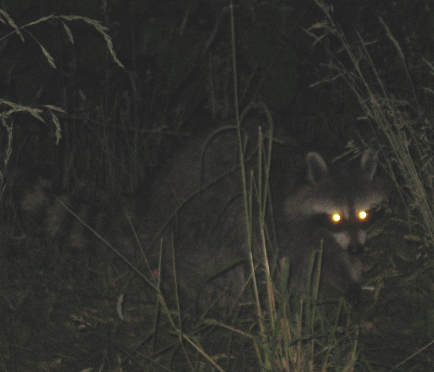 Tracking Night Hunters: Techniques And Strategies For Observing Nocturnal Wildlife Tracking Night Hunters: Techniques And Strategies For Observing Nocturnal Wildlife