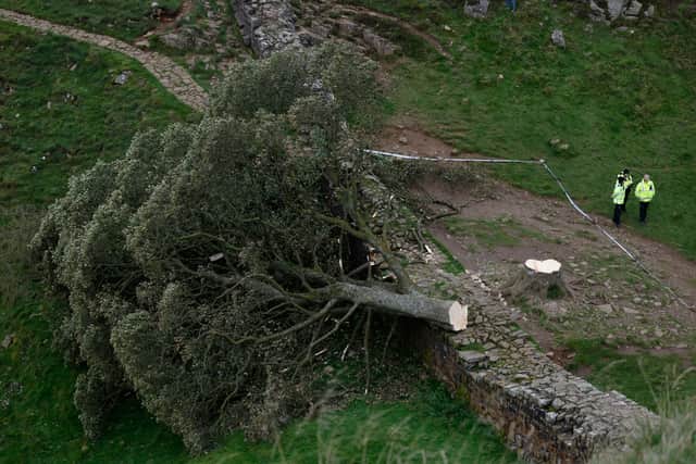 Two Men Convicted For Destroying Sycamore Gap Tree Two Men Convicted For Destroying Sycamore Gap Tree