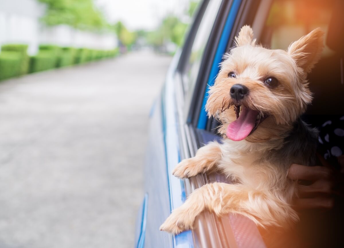 Uber And Heads Up For Tails Partner To Offer Pet-Friendly Rides In Delhi And Mumbai Uber And Heads Up For Tails Partner To Offer Pet-Friendly Rides In Delhi And Mumbai