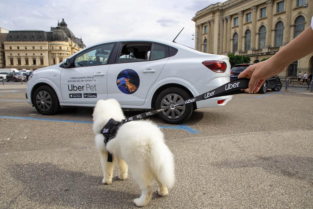 Uber Pet Policy Mumbai: Everything You Need To Know Uber Pet Policy Mumbai: Everything You Need To Know