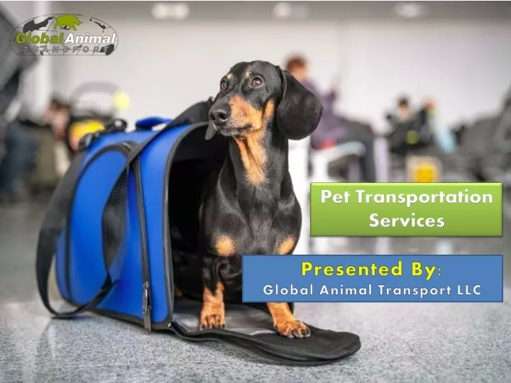 Uber's Pet Transportation Service: Now In Delhi And Mumbai Uber's Pet Transportation Service: Now In Delhi And Mumbai