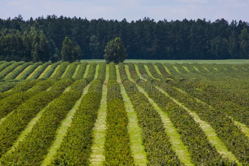 Understanding Cassis Blackcurrant: Cultivation, Harvesting, And Preservation Understanding Cassis Blackcurrant: Cultivation, Harvesting, And Preservation