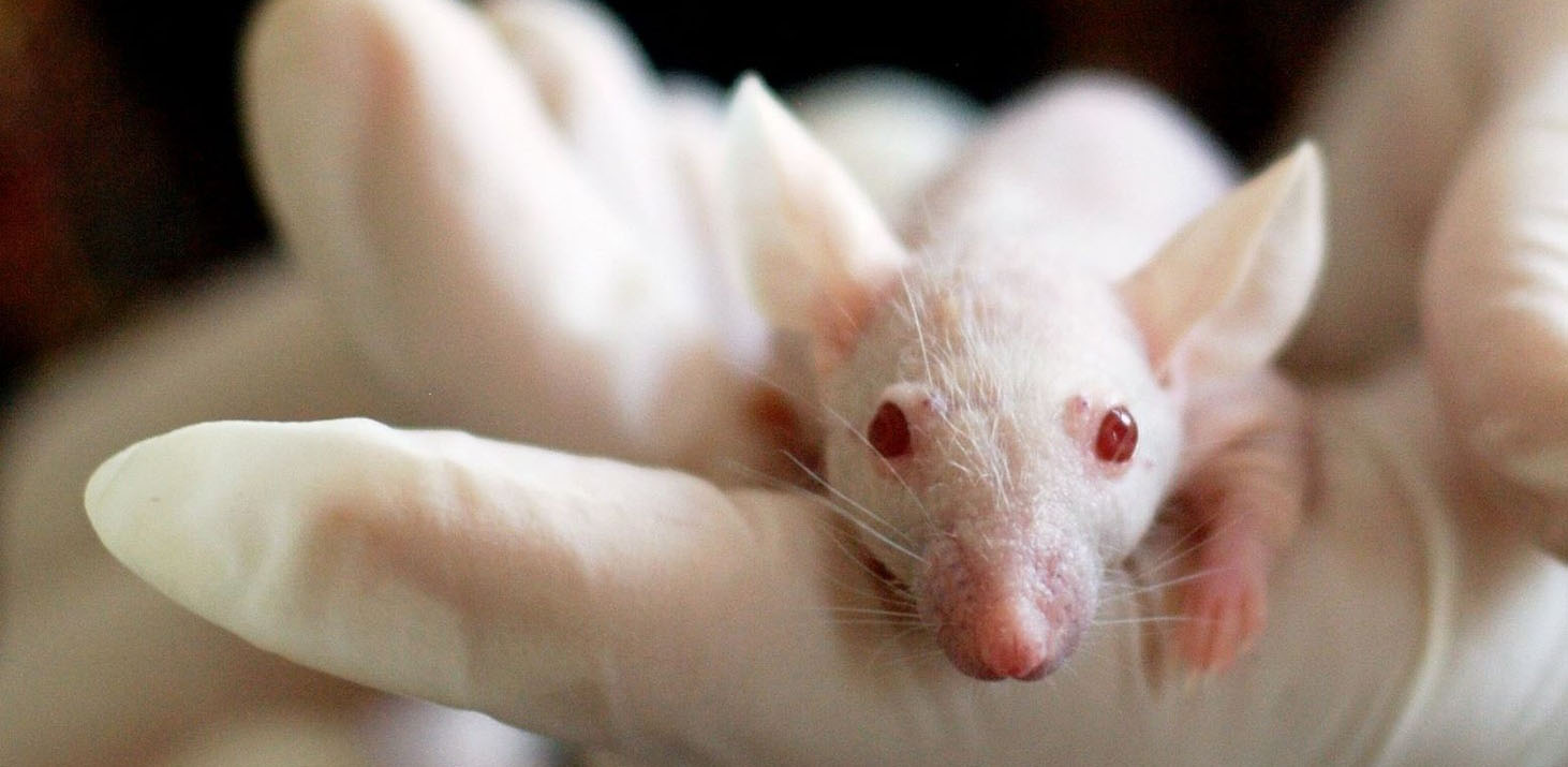 US Funding Of Transgender Mouse Research: Fact Or Fiction? US Funding Of Transgender Mouse Research: Fact Or Fiction?