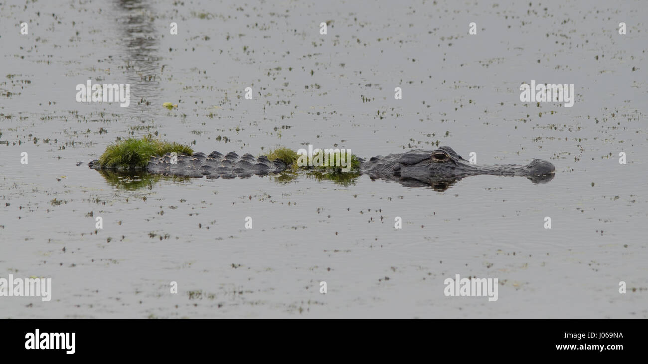 What Lies Beneath Florida Springs? Filming Alligators And Their Habitat What Lies Beneath Florida Springs? Filming Alligators And Their Habitat