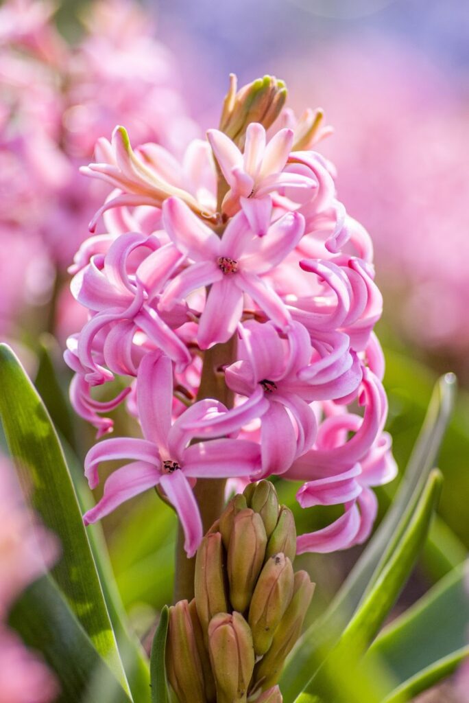 When And How To Plant Hyacinth Bulbs For Spring Blooms When And How To Plant Hyacinth Bulbs For Spring Blooms