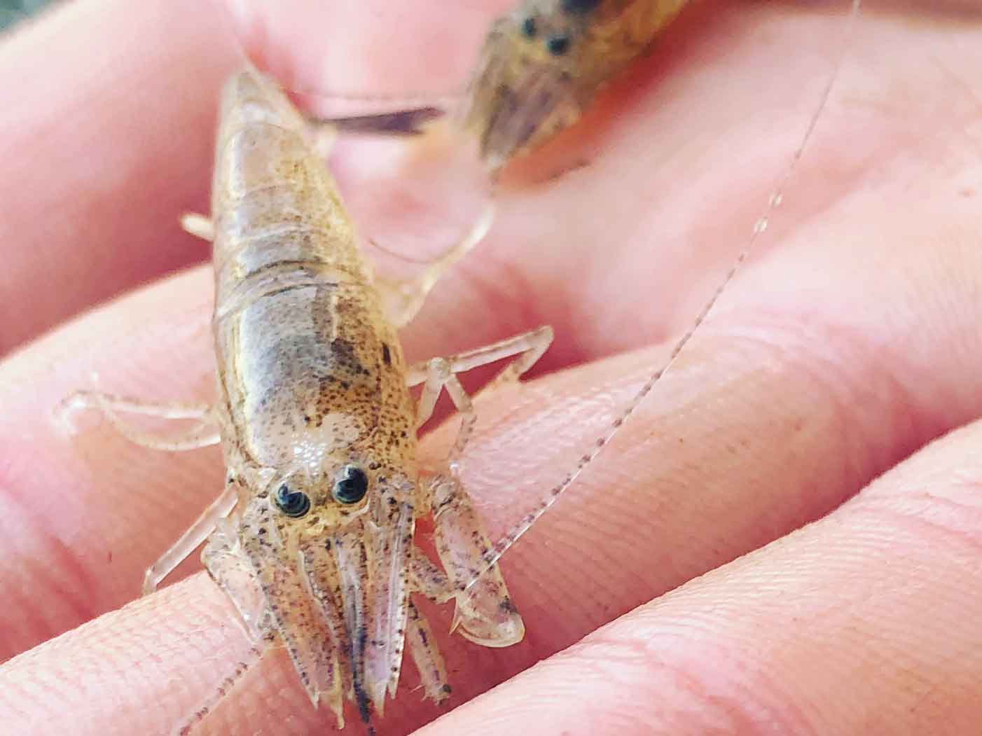 Where To Find The Best Shrimp In The Hudson Valley: 5 Choices