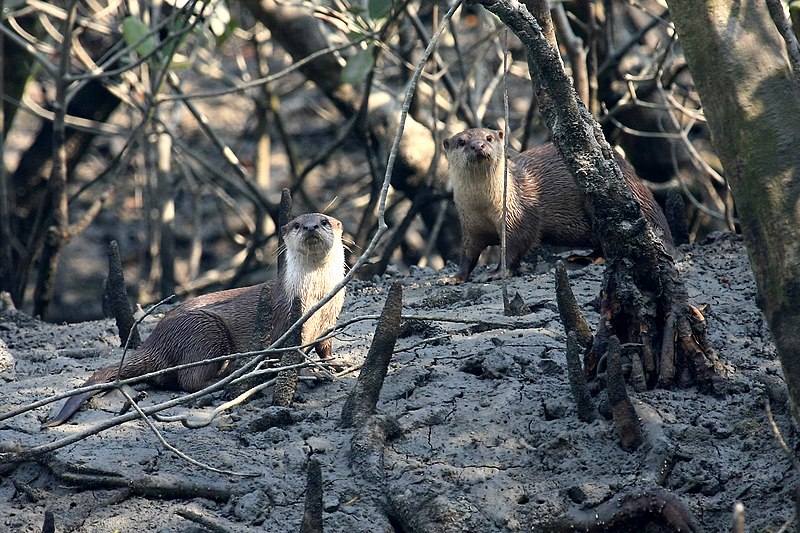 Wyoming Otter Conservation: A Pivotal Moment For Management Wyoming Otter Conservation: A Pivotal Moment For Management