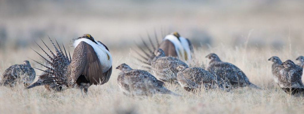 Wyoming Otter Conservation: A Pivotal Moment In Management Wyoming Otter Conservation: A Pivotal Moment In Management
