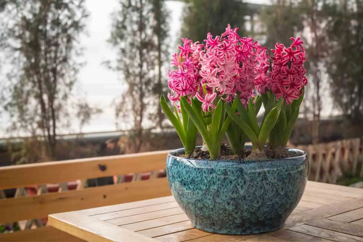 Your Guide To Planting Hyacinth Bulbs For Spring Flowering Your Guide To Planting Hyacinth Bulbs For Spring Flowering