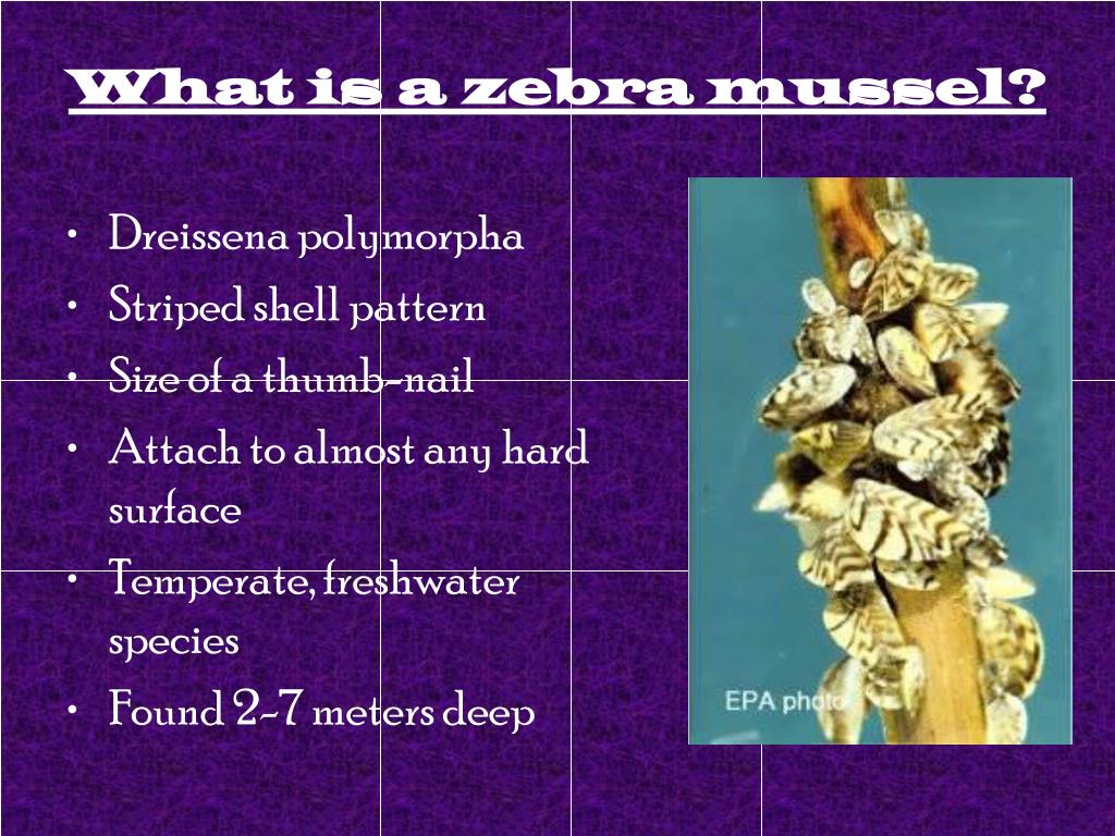 Zebra Mussel Invasion: Casper Resident Makes Alarming Find Zebra Mussel Invasion: Casper Resident Makes Alarming Find